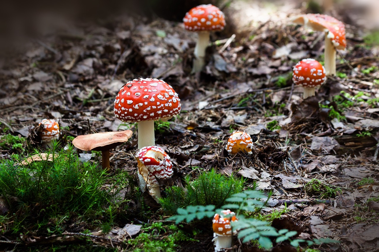 fly agaric, mushrooms, moss-437262.jpg
